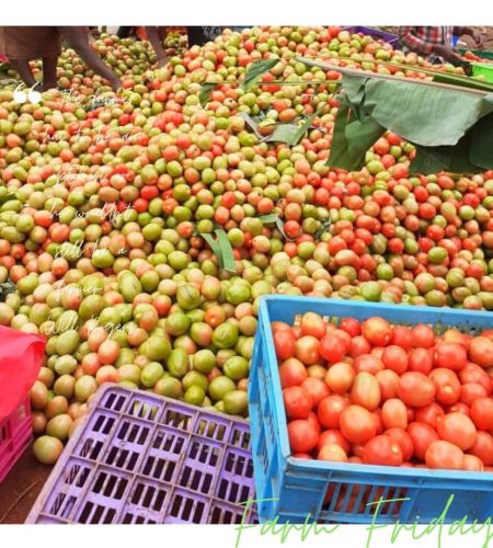 Tomatoes available at 1700 per crate - Easy Pizi Fruits and Veggies